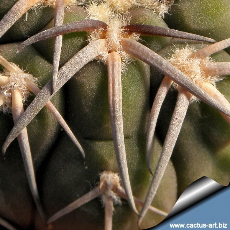 kaktus lilienthal Cactus – Lichtenfelt's