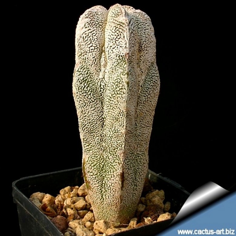 Astrophytum myriostigma cv. Onzuka columnare