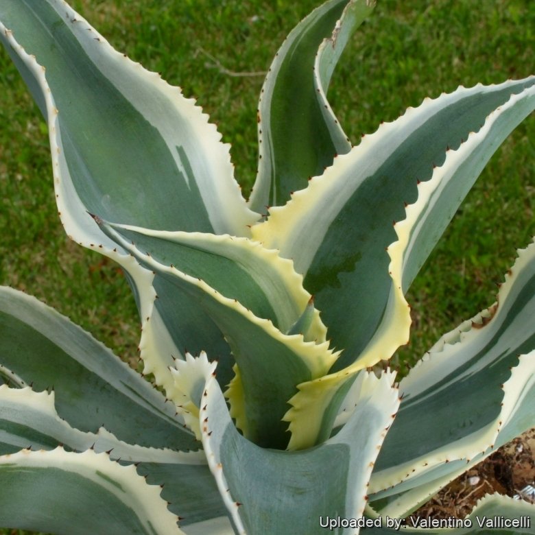 Agave Ivory Wa タグ付き Agave Ivory Wa タグ付き Agave Titanota