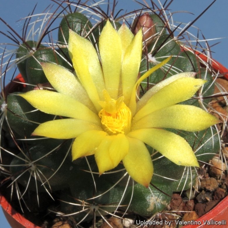 Mammillaria melaleuca