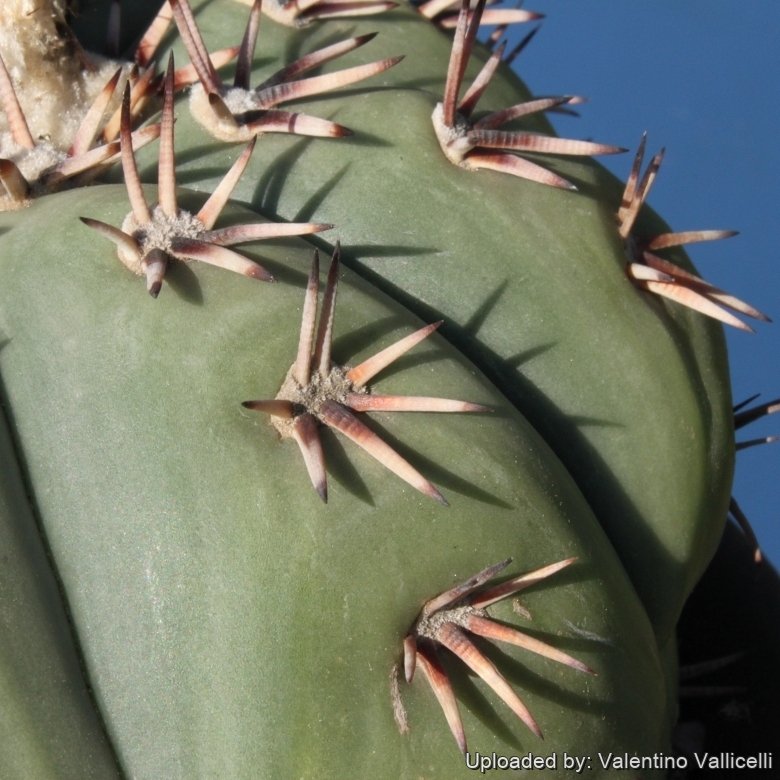 Echinocactus horizonthalonius cv. Short Spines