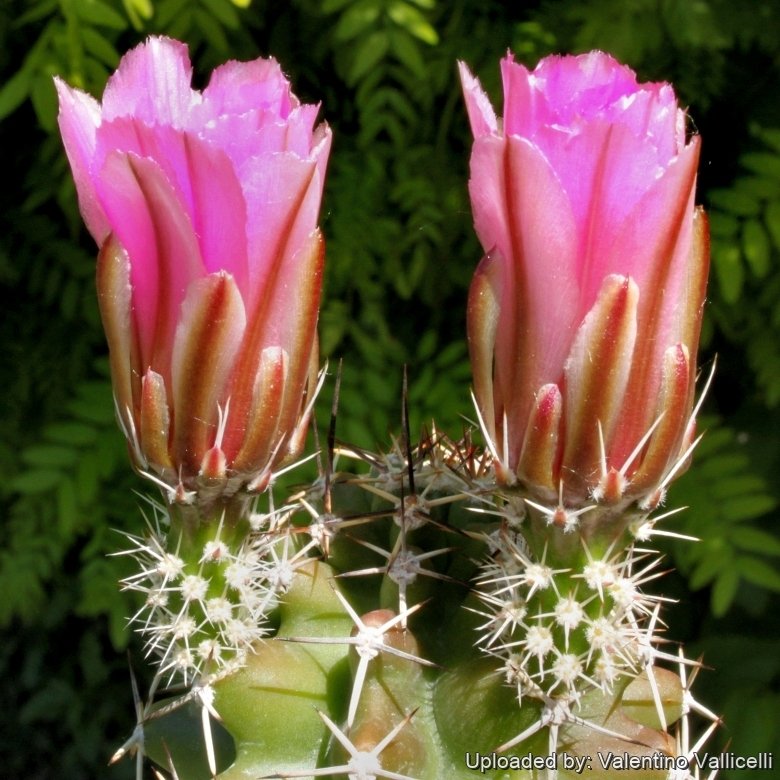 Echinocereus fendleri subs. rectispinus Prescott, Yavapai County, Arizona,  USA