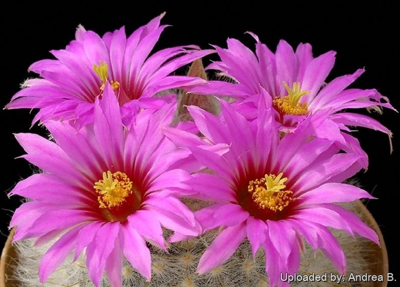 Mammillaria guelzowiana