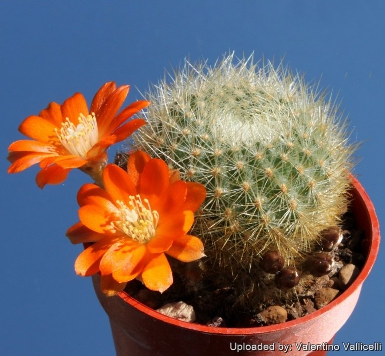 Aylostera fiebrigii var. archibuiningiana