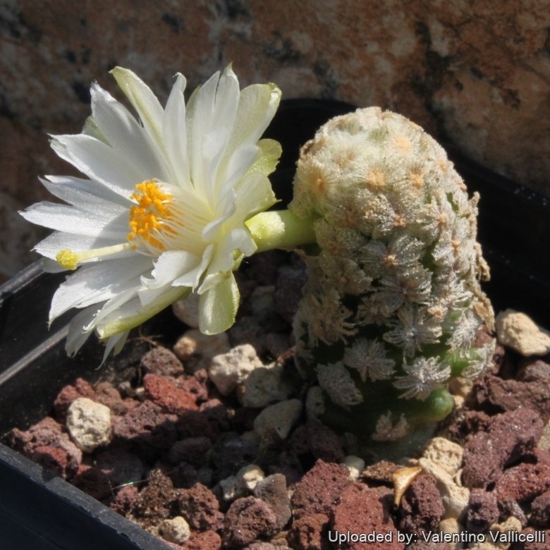 Mammillaria theresae f. albiflora