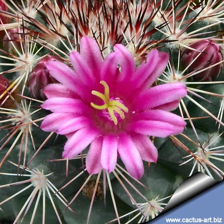 Mammillaria grusonii