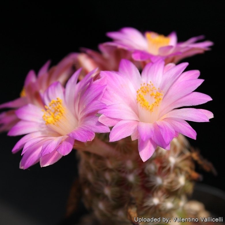 Mammillaria saboae subs. roczekii