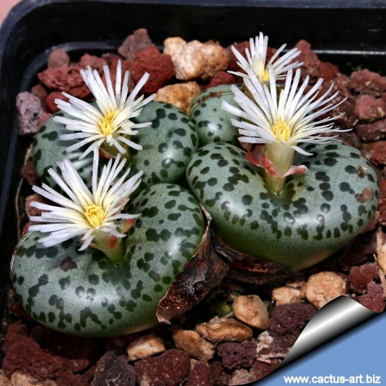 コノフィツム Conophytum obcordellum picturatum CKF-2