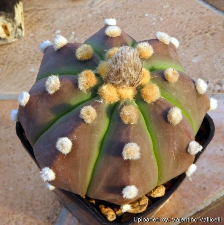 Astrophytum asterias cv. Ooibo + Ruri (nudum) Kabuto