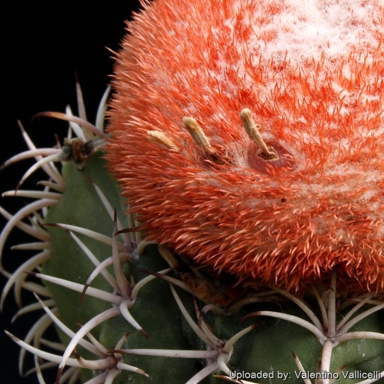 Melocactus matanzanus