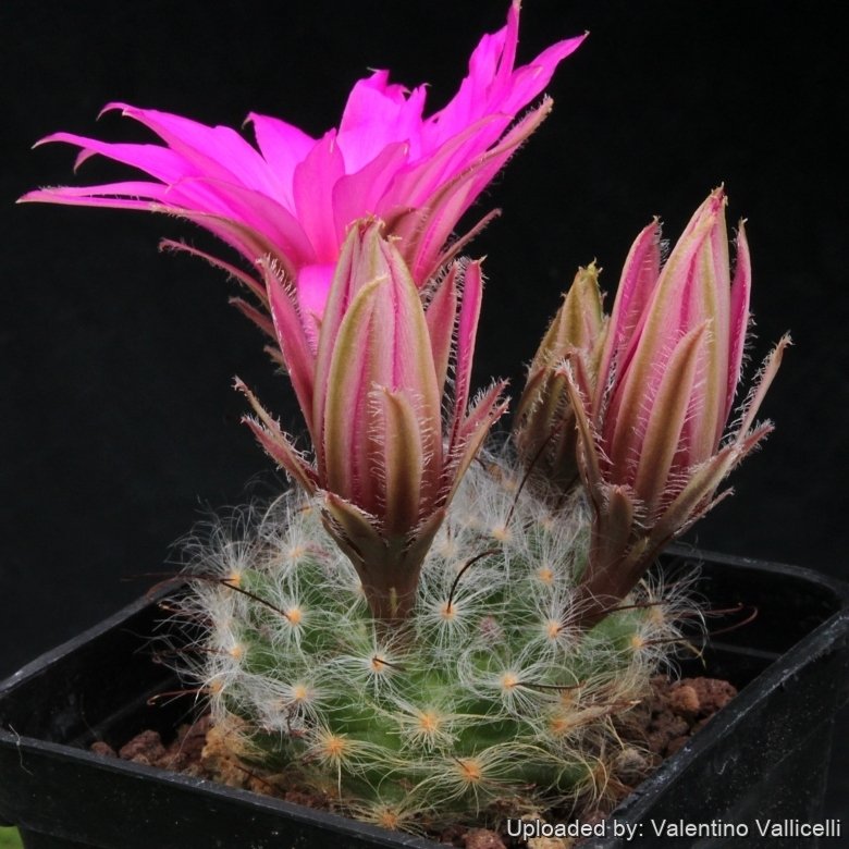 Mammillaria guelzowiana
