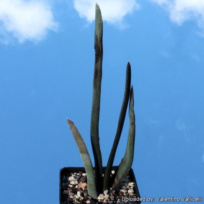 Aloe suzannae