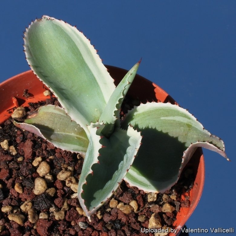 Agave Ivory Wa タグ付き Agave Ivory Wa タグ付き Agave Titanota