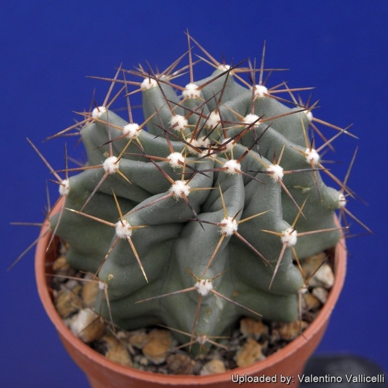Echinocereus subinermis var. ochoterenae