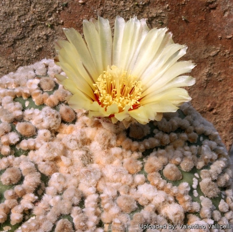 Astrophytum asterias 'Hanazonokabuto' アストロフィツム 花園兜 実生