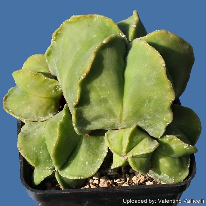 Astrophytum myriostigma cv. Hekiran