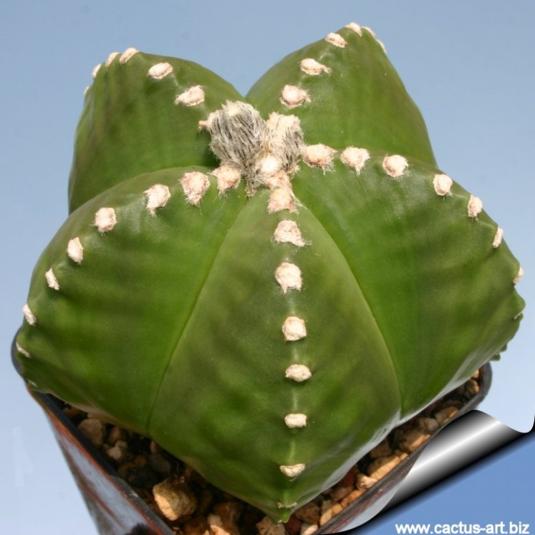 Astrophytum myriostigma cv. Hekiran