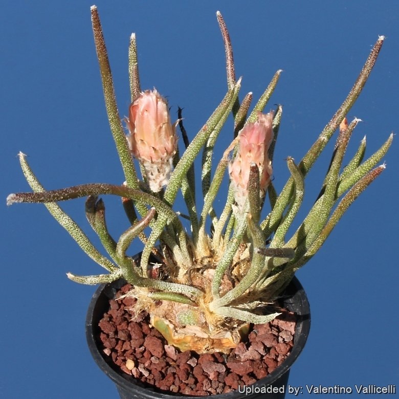 Astrophytum caput-medusae