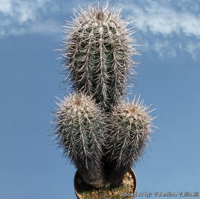 Pachycereus pringlei