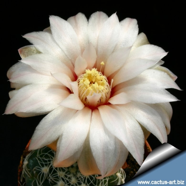 Gymnocalycium calochlorum
