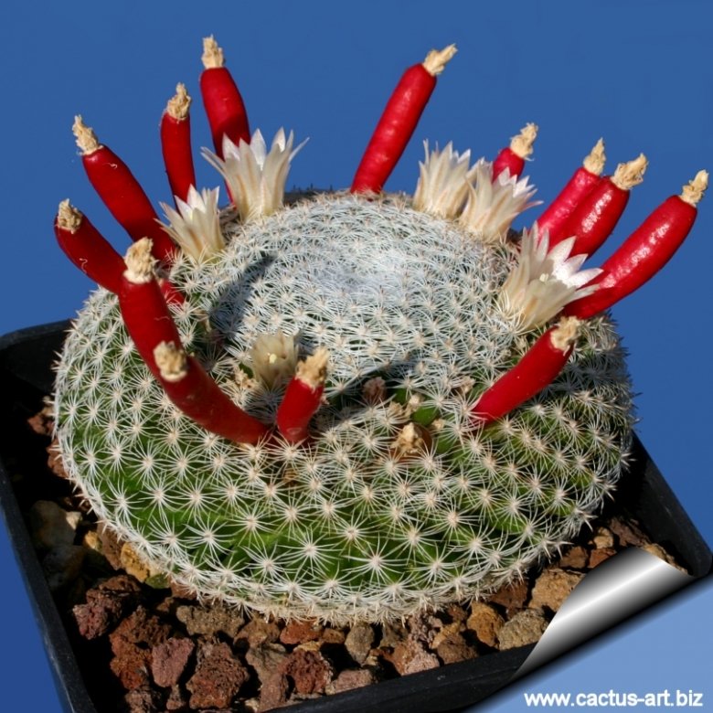 Mammillaria perbella cv. superfina