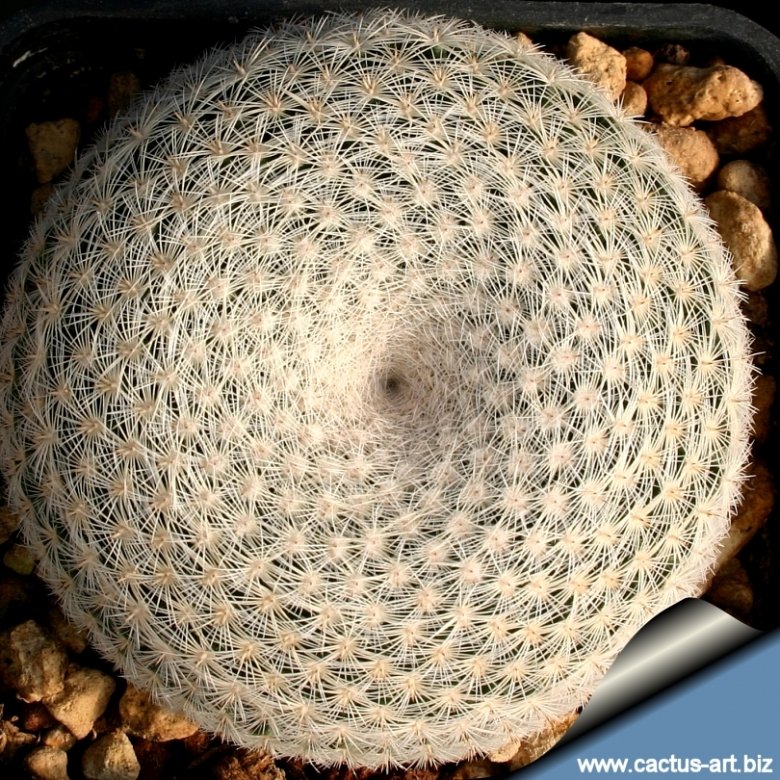 Mammillaria microthele var. superfina