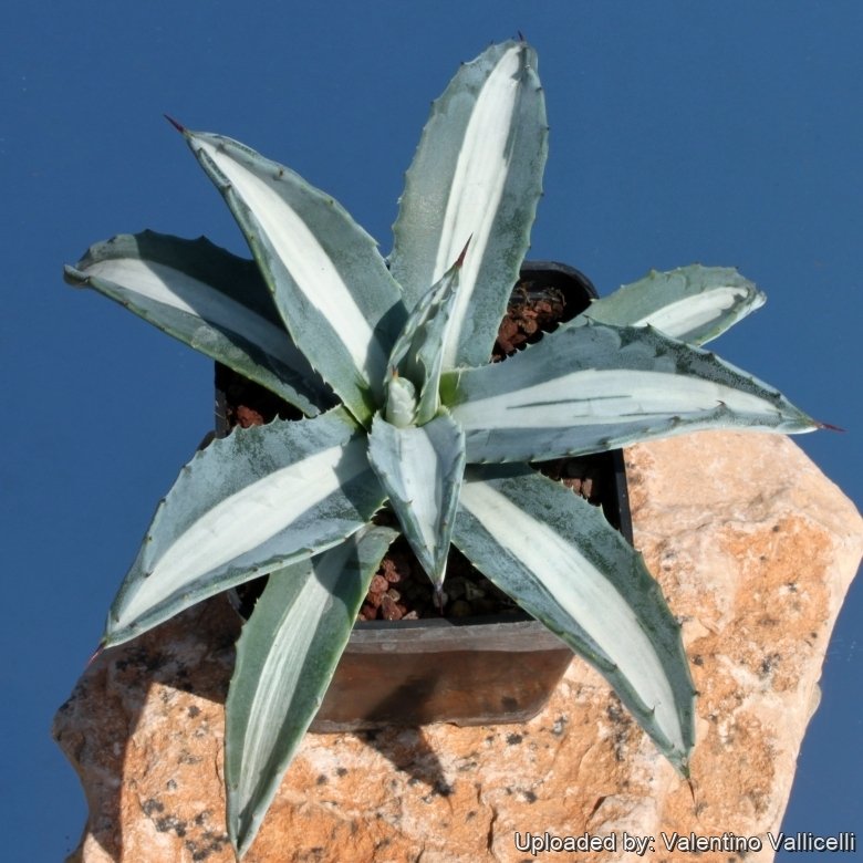Agave americana v.expansa mediopicta pallida アガベ エクスパンサ