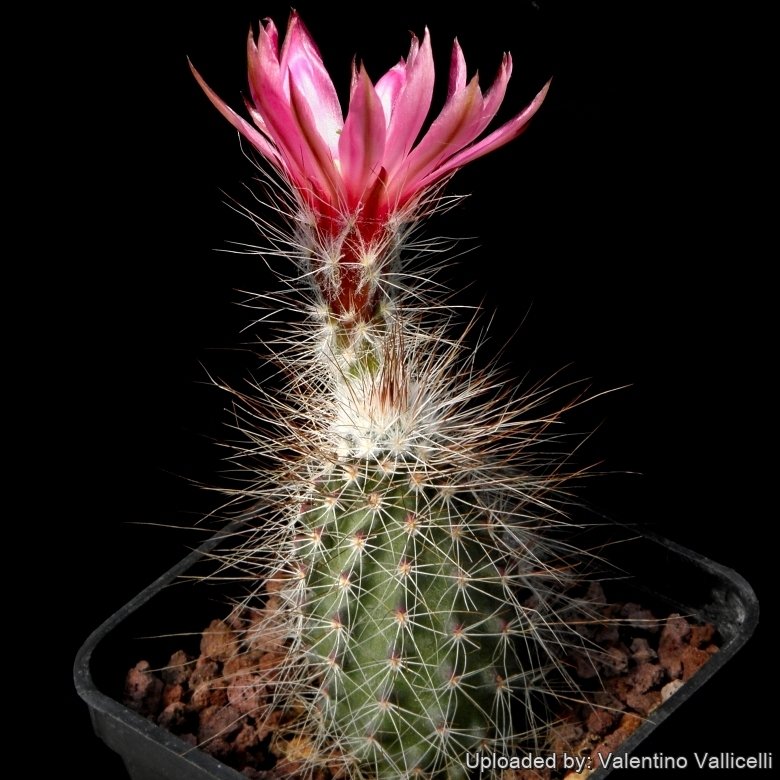 fargesia nitida volcano Fargesia nitida 'Volcano' (niet woekerende bamboe) main image 1