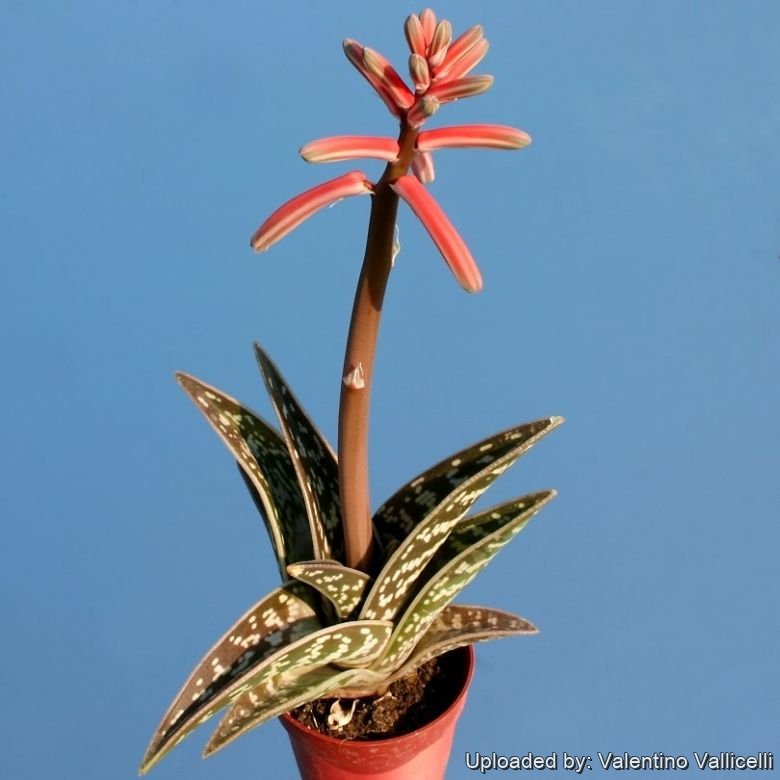 Aloe variegata