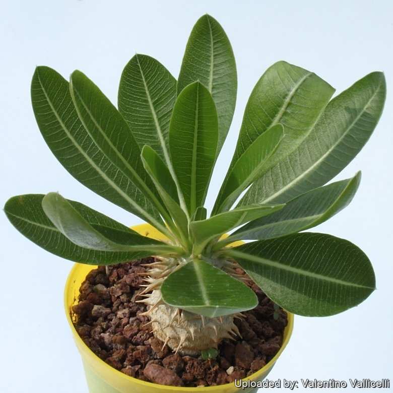 Pachypodium rosulatum var. eburneum