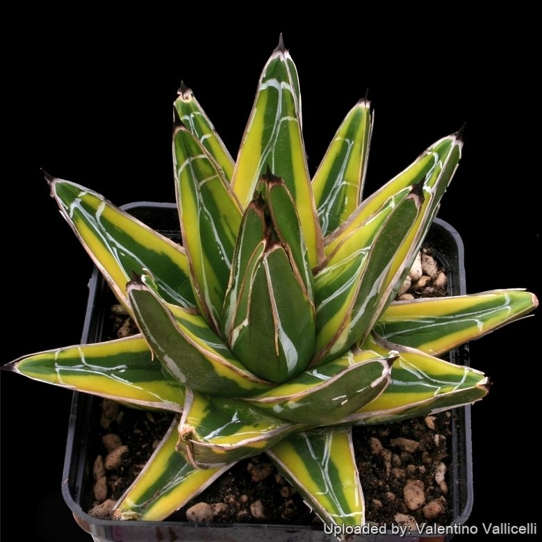 Agave victoriae-reginae f. marginata aurea