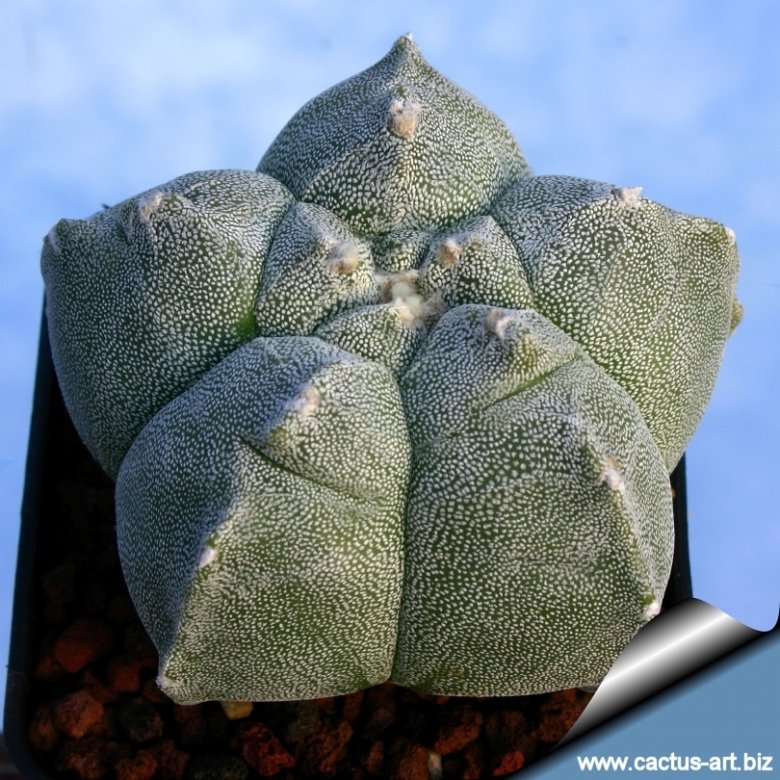 Astrophytum myriostigma cv. Kitsukou