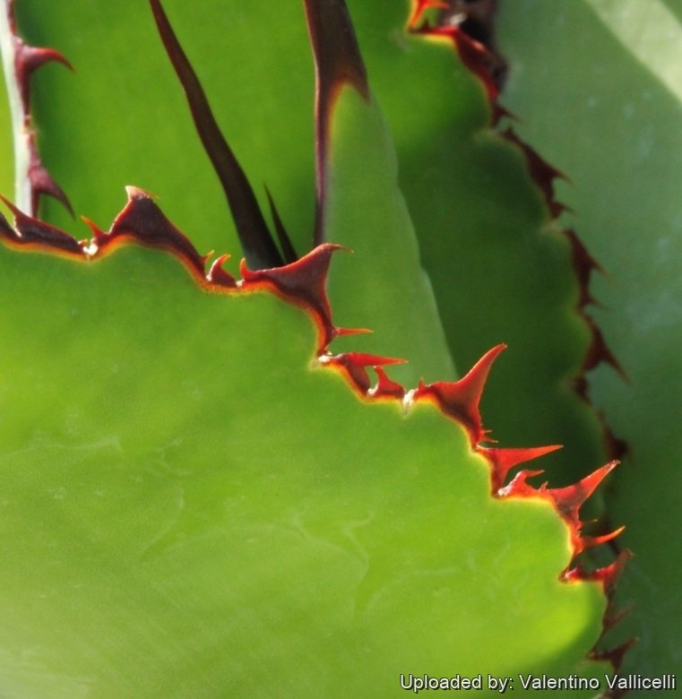 Agave bovicornuta