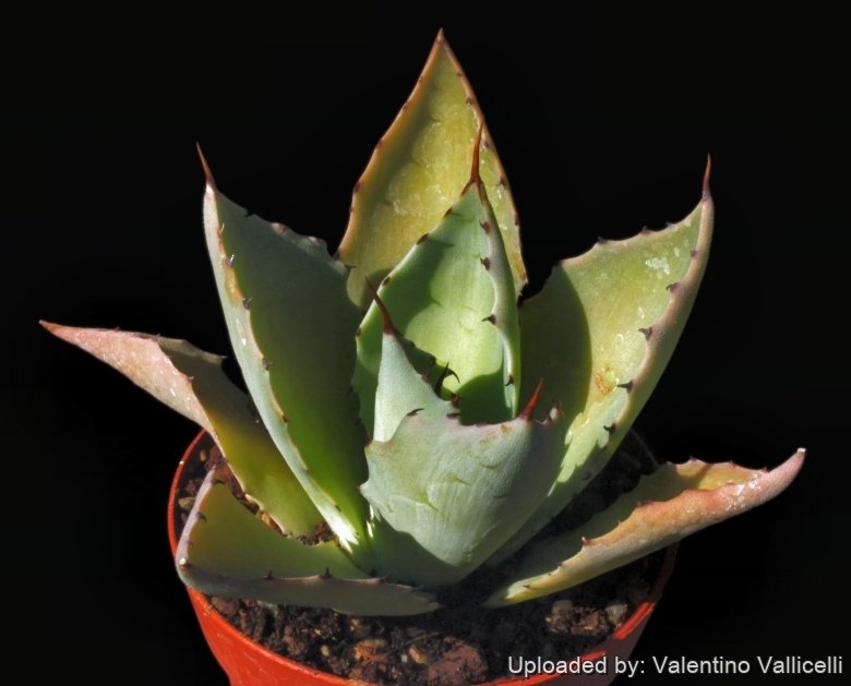 bogenhanf friends Sansevieria kirkii kaufen – Green Me Up main image 1