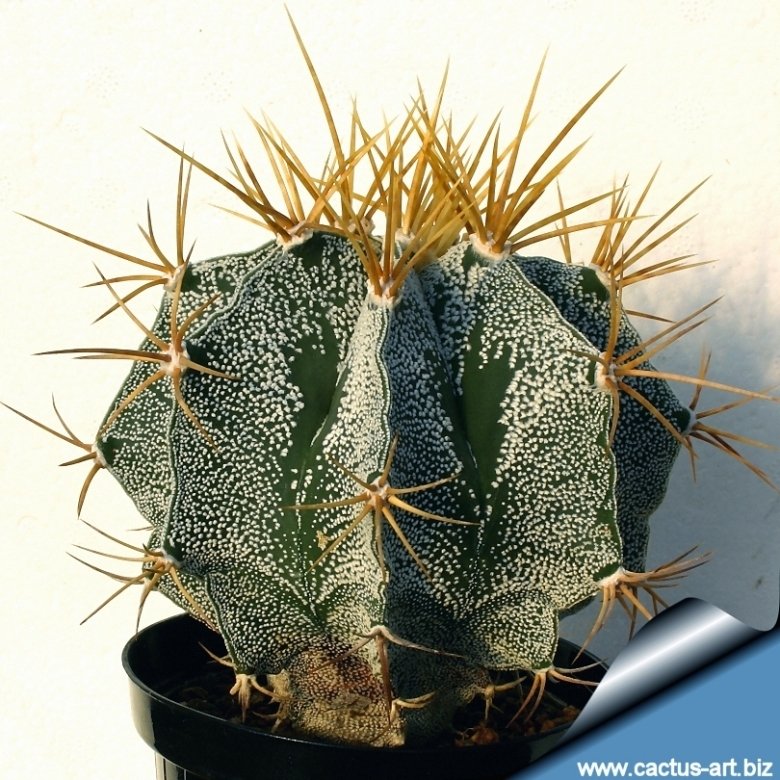 eukalyptus oder bambus bettwäsche LESLIS main image 1