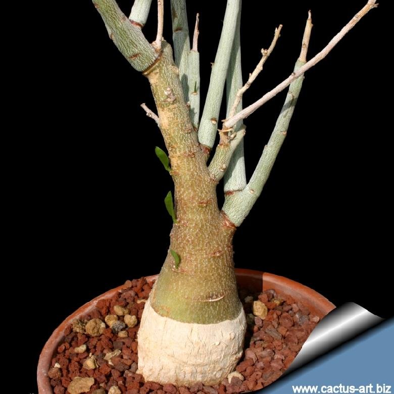 Adenia pechuelii① アデニア　ペチュエリー① pht_92_l.jpg