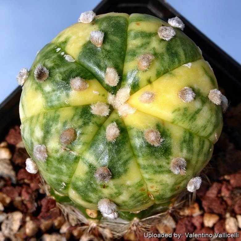 Astrophytum asterias cv. Ruri Kabuto Nisiki (Yellow)
