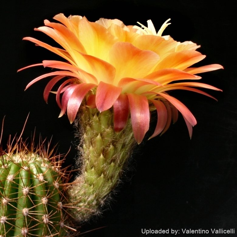 Echinopsis cv. Apricot Glow