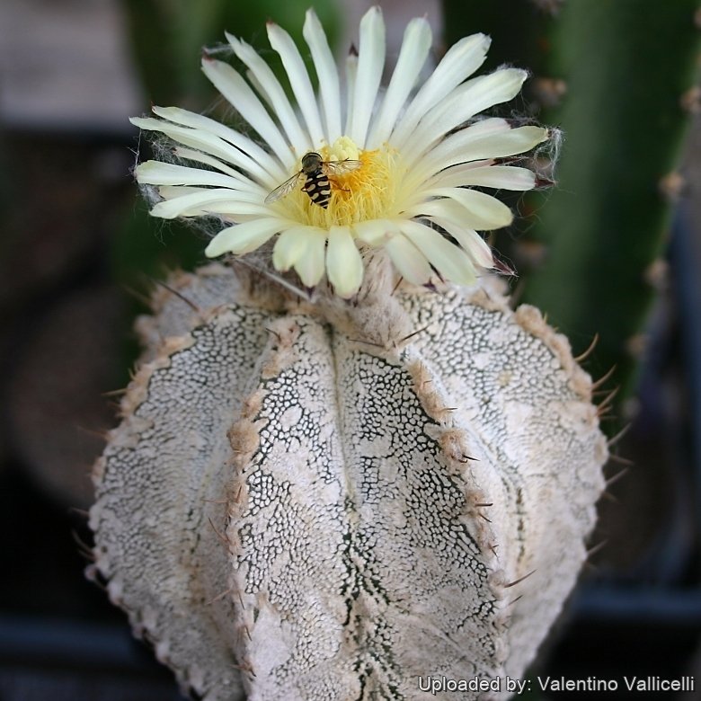 Astrophytum hybrid OR-ONZ (A. ornatum x A. myriostigma cv. onzuka)