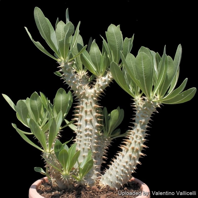 Pachypodium densiflorum var. brevicalyx パキポディウム ブレビカリックス 現地球 コーデックス Pachypodium densiflorum var. Nova Houseplant Care \u2014 293 of 365