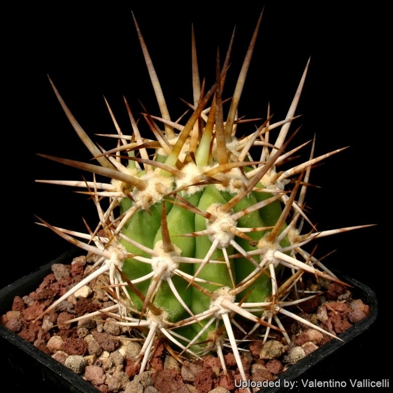 Trichocereus chilensis var. borealis