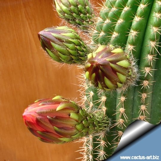Trichocereus grandiflorus