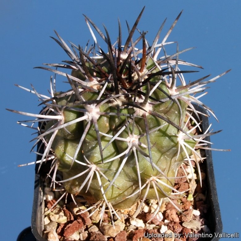 Copiapoa desertorum