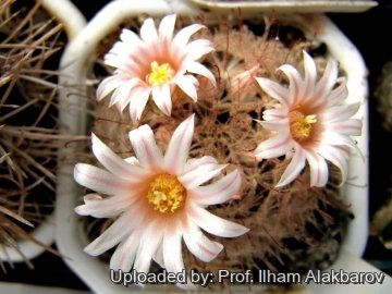 Mammillaria pennispinosa