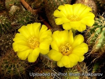 Echinopsis aurea