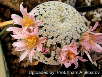 Mammillaria pectinifera