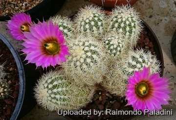 Echinocereus reichenbachii var. albispinus