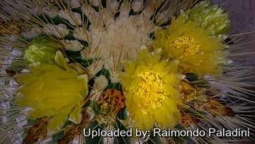 Ferocactus echidne var. victoriensis