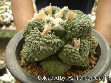 Ariocarpus fissuratus cv. Cauliflower x Godzilla