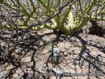 Gymnocalycium spegazzinii